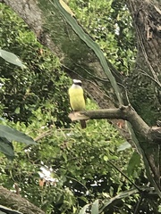 Pitangus sulphuratus