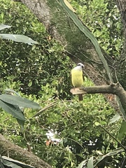 Pitangus sulphuratus