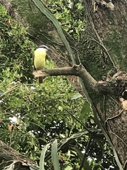 Pitangus sulphuratus