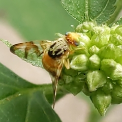 Procecidocharoides penelope