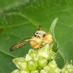 Procecidocharoides penelope