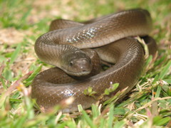 Lycodonomorphus inornatus