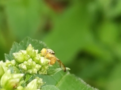 Procecidocharoides penelope