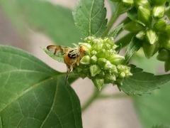 Procecidocharoides penelope