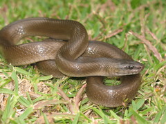 Lycodonomorphus inornatus