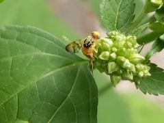 Procecidocharoides penelope