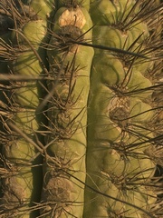 Eulychnia breviflora
