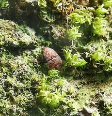 Propalticus