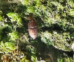 Propalticus