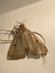 Zanclognatha laevigata