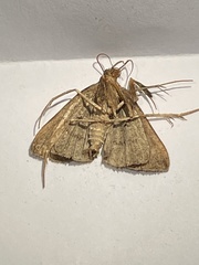 Zanclognatha laevigata