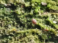 Propalticus