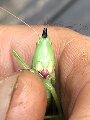 Neoconocephalus exiliscanorus