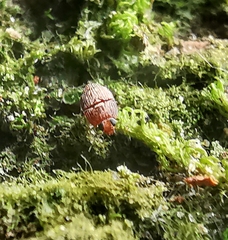 Propalticus
