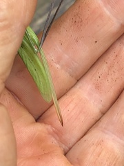 Neoconocephalus exiliscanorus