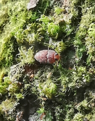 Propalticus