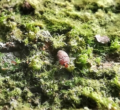 Propalticus