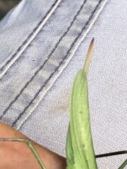 Neoconocephalus exiliscanorus