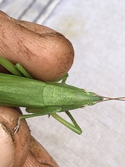 Neoconocephalus exiliscanorus