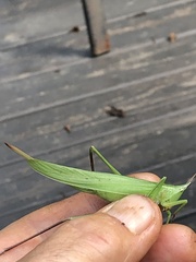 Neoconocephalus exiliscanorus