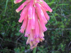 Veltheimia capensis