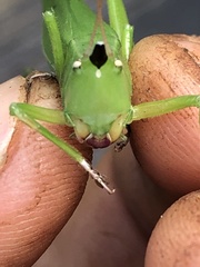 Neoconocephalus exiliscanorus