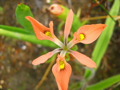 Moraea papilionacea