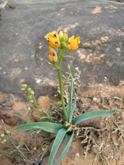 Ornithogalum maculatum