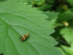Nemophora degeerella