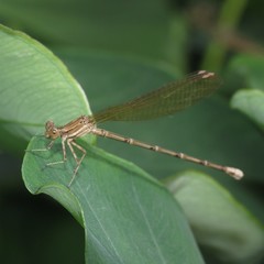 Argia rhoadsi