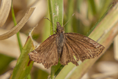 Anisochoria sublimbata