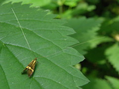 Nemophora degeerella