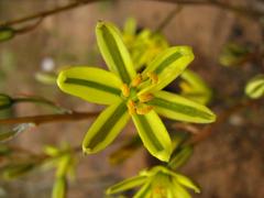 Albuca suaveolens