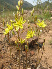 Albuca suaveolens