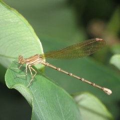 Argia rhoadsi