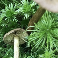Cortinarius chrysolitus