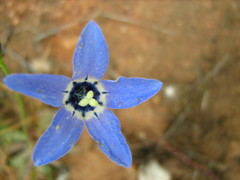 Wahlenbergia constricta