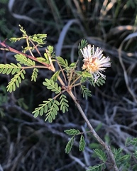 Mimosa borealis