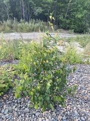 Betula platyphylla