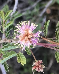 Mimosa borealis
