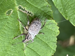 Dyslobus granicollis