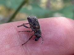 Dyslobus granicollis