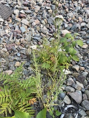 Achillea salicifolia