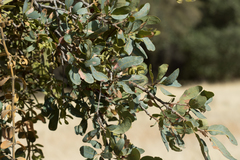 Phoradendron leucarpum tomentosum