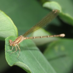 Argia rhoadsi