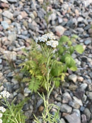 Achillea salicifolia