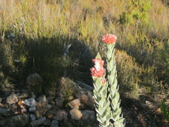 Syncarpha milleflora