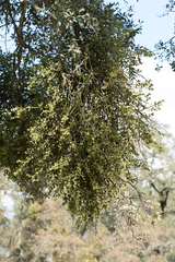 Phoradendron leucarpum tomentosum