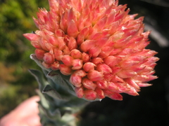 Syncarpha milleflora