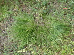 Carex pediformis macroura